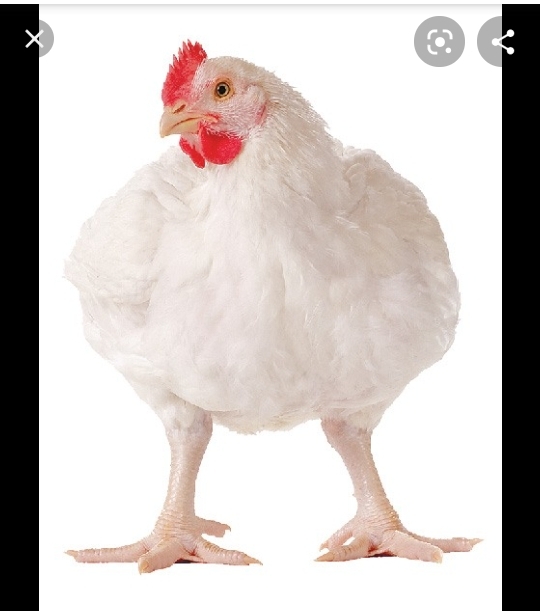 Poulet