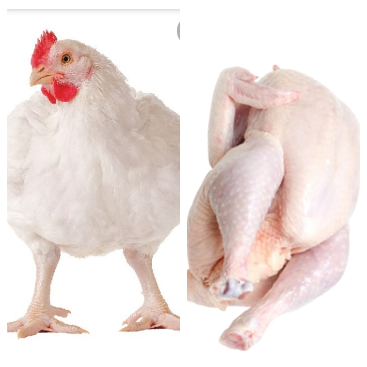 Poulet