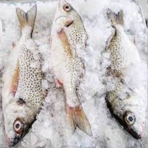 Sompate moyenne 400g